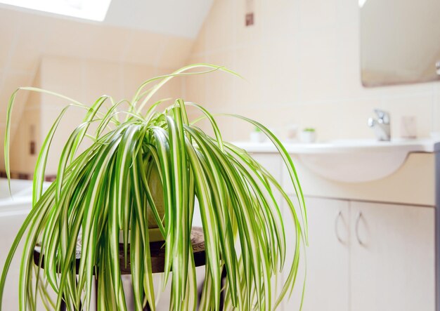 Chlorophytum comosum, called spider plant or airplane plant\
growing in white pot.