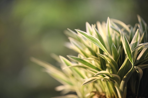 Chlorophytum comosum small Spider plant macro closeup