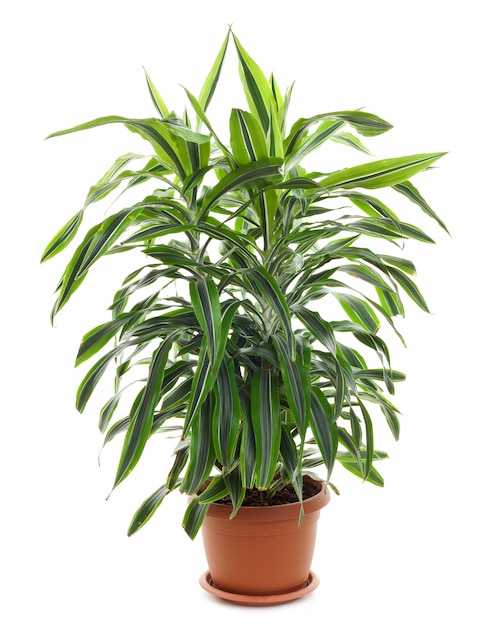 Foto chlorophytum - piante perenni sempreverdi