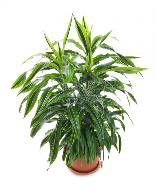 Chlorophytum - evergreen perennial flowering plants