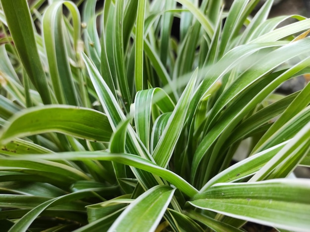 Chlorophytum laxum - groene bladeren met witte strepen achtergrond. Mooie planten in de tuin