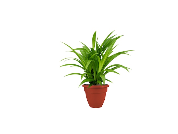 Chlorophytum of spinnenplant op een geïsoleerde witte achtergrond