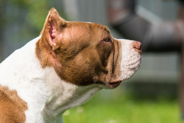 Chocolade kleur American Bully hond is op groen gras