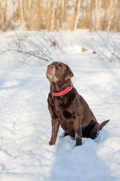 Chocolade lab liggend in de sneeuw Portret van leuke grappige bruine labrador hond gelukkig buiten spelen in witte verse sneeuw op ijzige winter daypurebred retriever hond in de winter buiten plezier