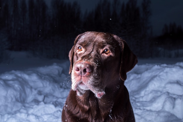 Chocolade labrador retriever hond zit in de sneeuw