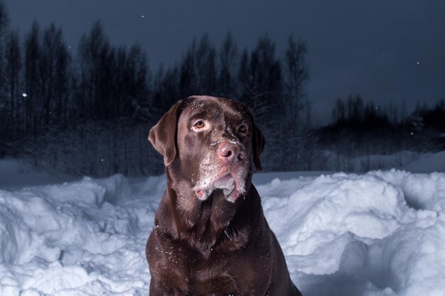 Chocolade labrador retriever hond zit in de sneeuw