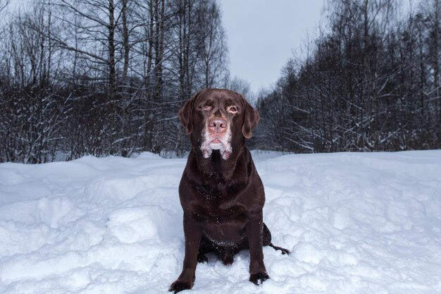 Chocolade labrador retriever hond zit in de sneeuw