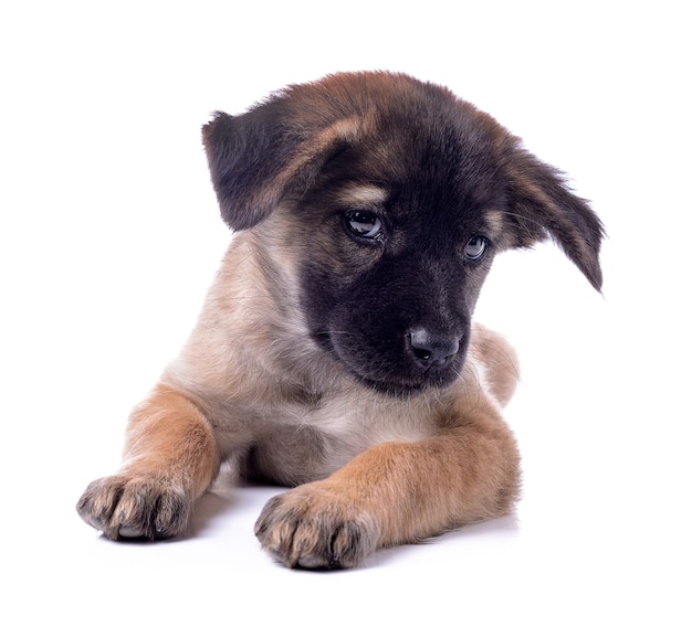 Foto chocolade puppy hondje zit op witte achtergrond