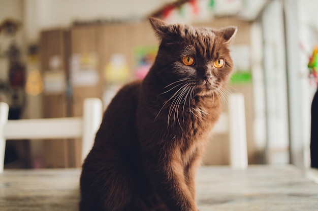 Chocolade Schotse kat met gele ogen bij het raam.