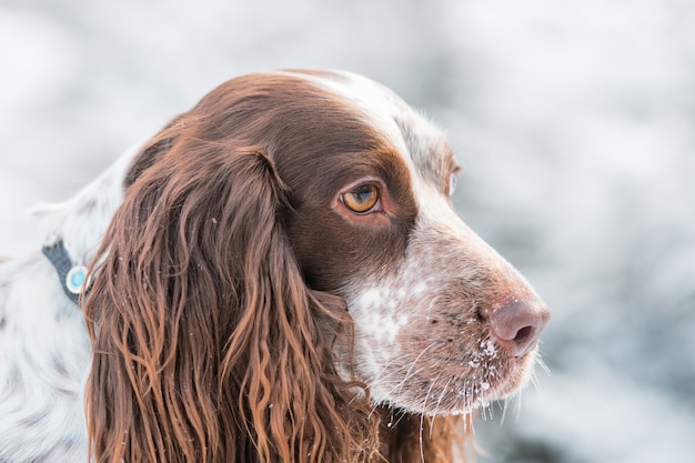 Chocolade spaniel met bruine ogen in de winter woud. close-up portret.