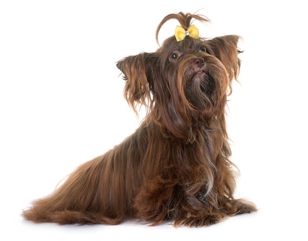 chocolade yorkshire terrier