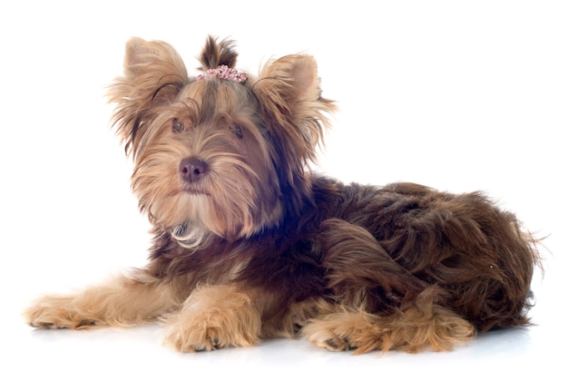 Chocolade yorkshire terrier