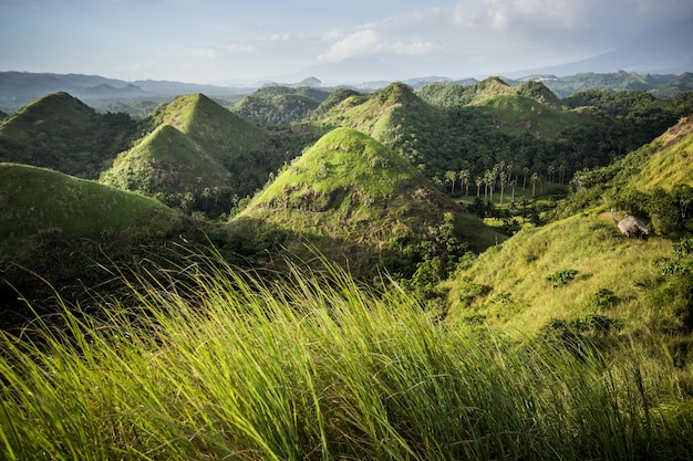 Chocoladeheuvels in de bohol-provincie van de beroemde toeristische attractie van de filipijnen, groen gras in