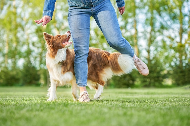 Chocoladewitte Border Collie met eigenaresse