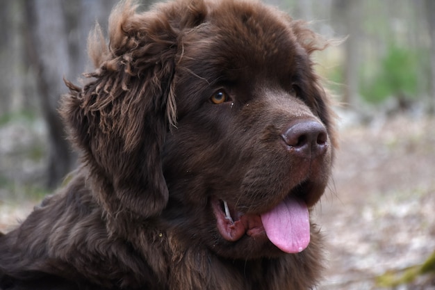 Chocolate brown Newfoundland dog with his fur blowing in the wind