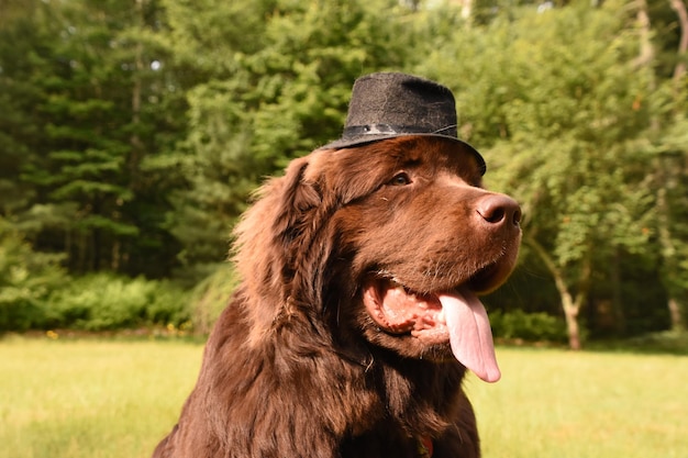 Chocolate Brown Newfoundland Wearing a Top Hat