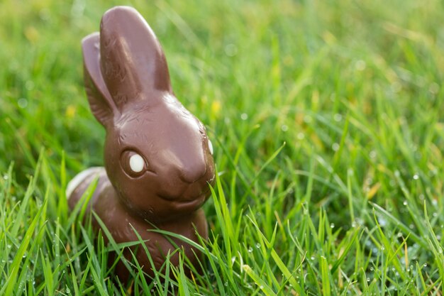 Chocolate bunny in the grass