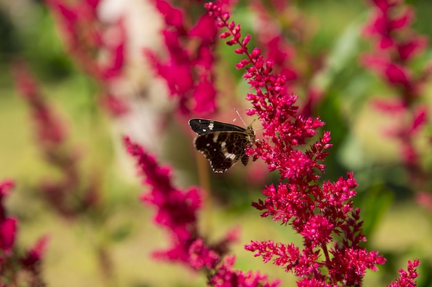 A chocolate butterfly sits on a flower . Collects nectar