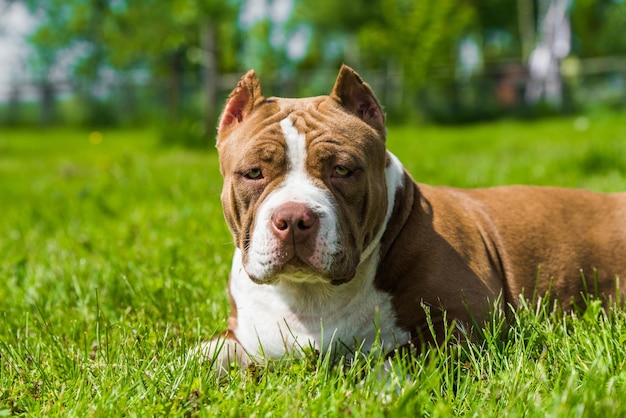 Chocolate color American Bully dog is on green grass