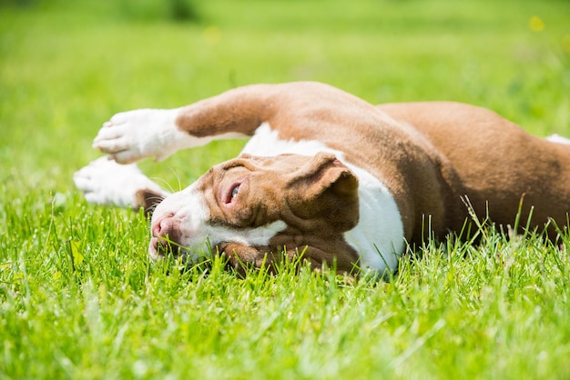 Chocolate color american bully dog is lying on green grass