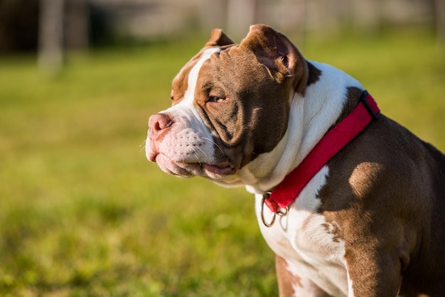 초콜릿 색 American Bully 강아지는 푸른 잔디에 있습니다