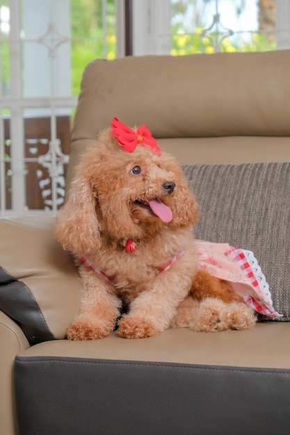 Photo chocolate fur color poodle dog photo shoot session on studio with gray color background and happy expression