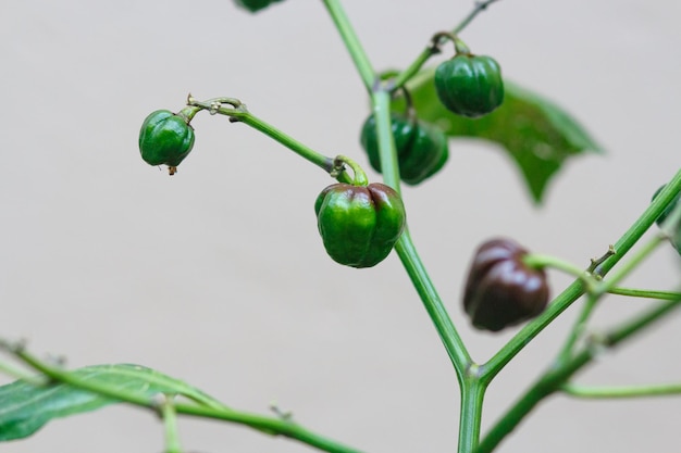 Photo chocolate habanera pepper in a community garden