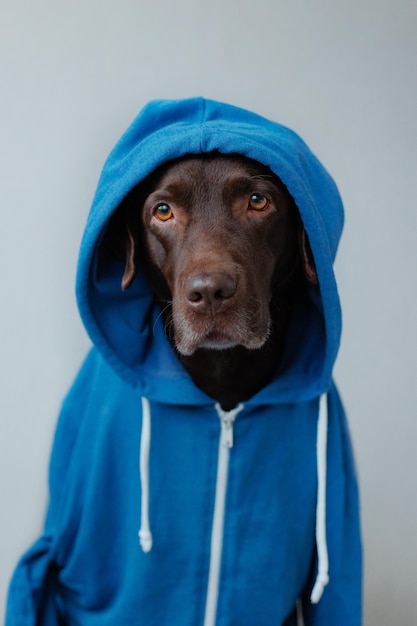 Chocolate labrador in a blue hoodie and glasses on a gray background sits on a chair like a human