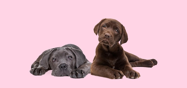 チョコレートラブラドールとカネコルソの子犬