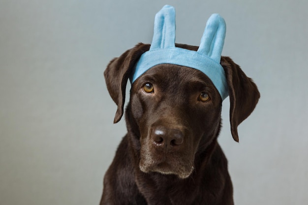 A chocolate labrador retriever dog sits on a light background\
in a green bandana or pink crown blue