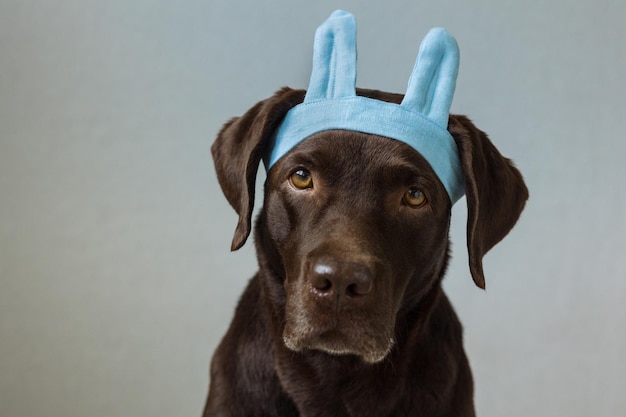 チョコレートラブラドールレトリバー犬は、緑のバンダナまたはピンクのクラウンブルーの明るい背景に座っています