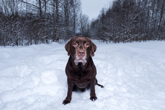 雪の中で座っているチョコレートラブラドールレトリバー犬