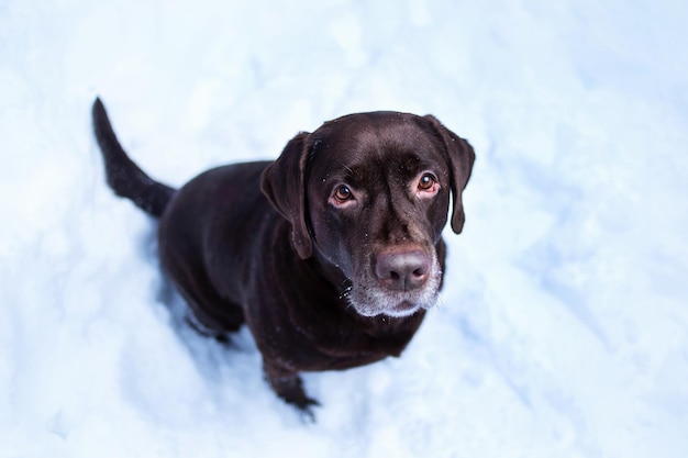 雪の中で座っているチョコレートラブラドールレトリバー犬