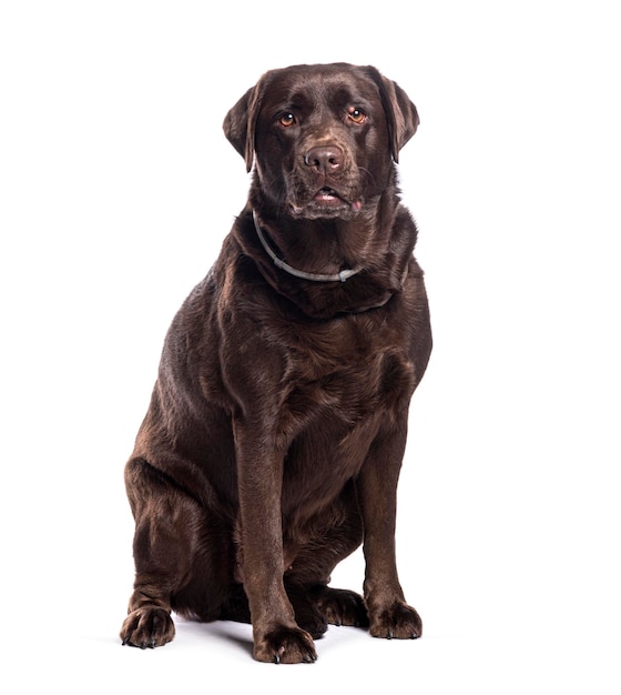 白い背景に座っているチョコレートラブラドール・レトリバー犬