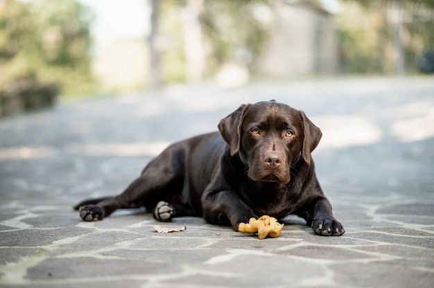 Chocolate labrador retriever lying on ground looking ahead with\
serious face. dog in outdoors with toy.