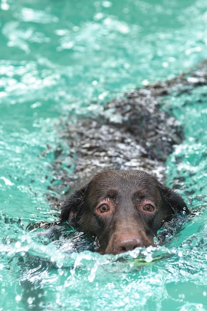 Foto cioccolato labrador retriever che nuota nello stagno