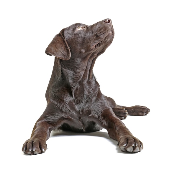 Chocolate labrador retriever on white background