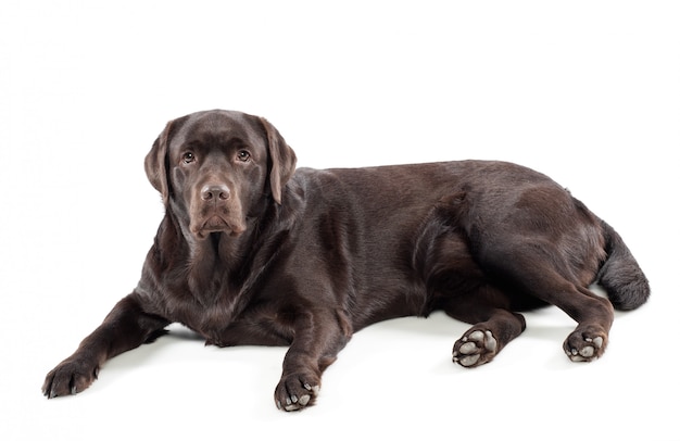 Chocolate labrador retriever