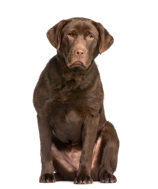 Chocolate labrador sitting and facing, isolated o