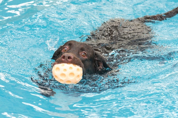 chocolate labrador swimming in pool