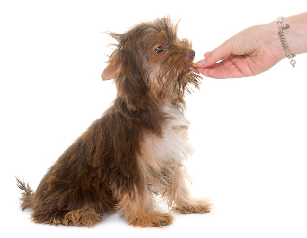 chocolate puppy yorkshire terrier eating