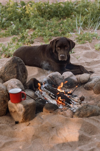 A chocolate retriever dog walks by the campfire hiking with pets hiking and outdoor activities