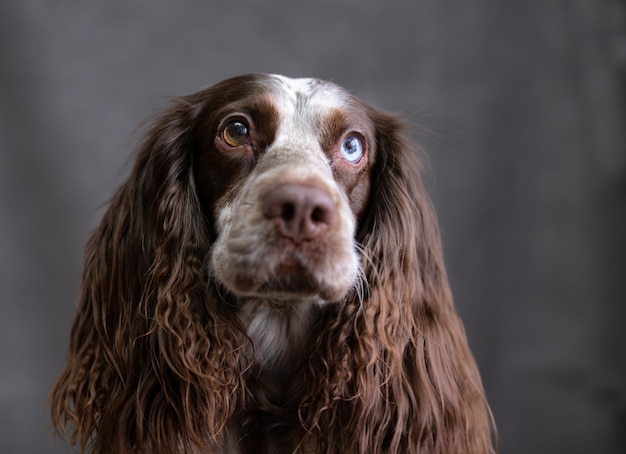 Chocolate Russian spaniel with different colours eyes