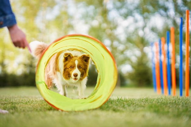 Foto chocolate white border collie con proprietaria donna