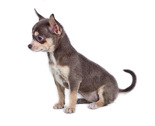 Chocolate and white Chihuahua puppy 8 weeks old standing in front of white background