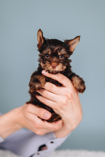 Chocolate Yorkshire Terrier in Hands on Blue Background Puppy with Serious Muzzle and Brown Eyes