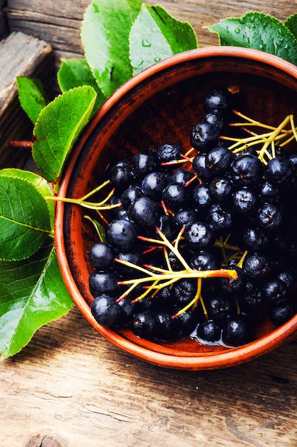 Chokeberry with leaf