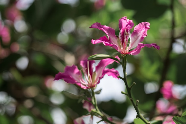 Chongkho-bloemen op de boom.