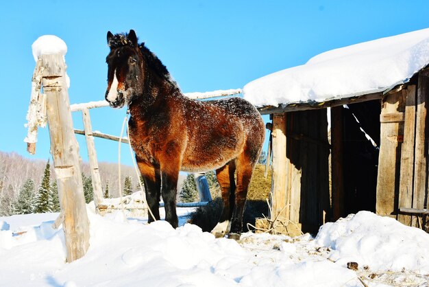 Chonky horse