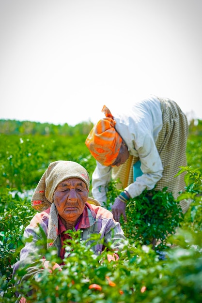 Choosing fresh red or chilli peppers in the natural garden and Asian agricultural background